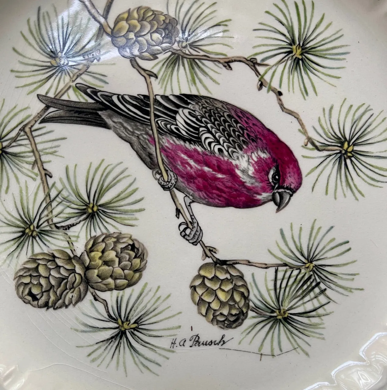 Antique Artist Signed Pinecones & Pine Grosbeak 🐦 Bird Plate Relief Border