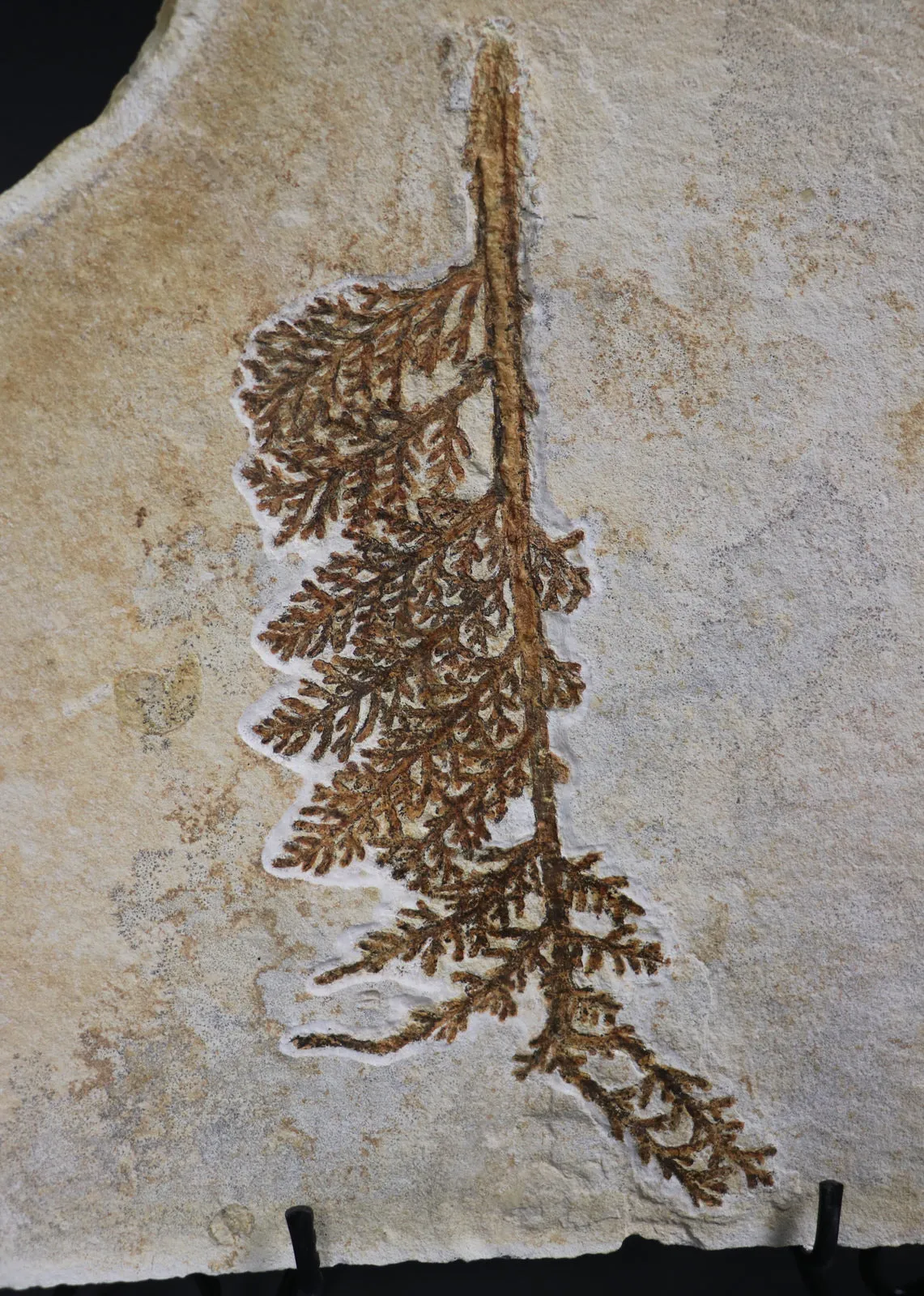 Fossil Plant from Solnhofen, Palaeocyparis - 14.5 inches
