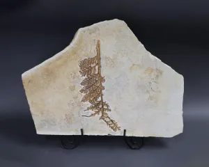 Fossil Plant from Solnhofen, Palaeocyparis - 14.5 inches