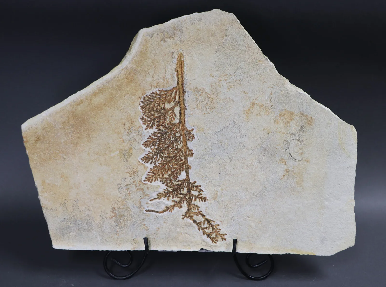 Fossil Plant from Solnhofen, Palaeocyparis - 14.5 inches