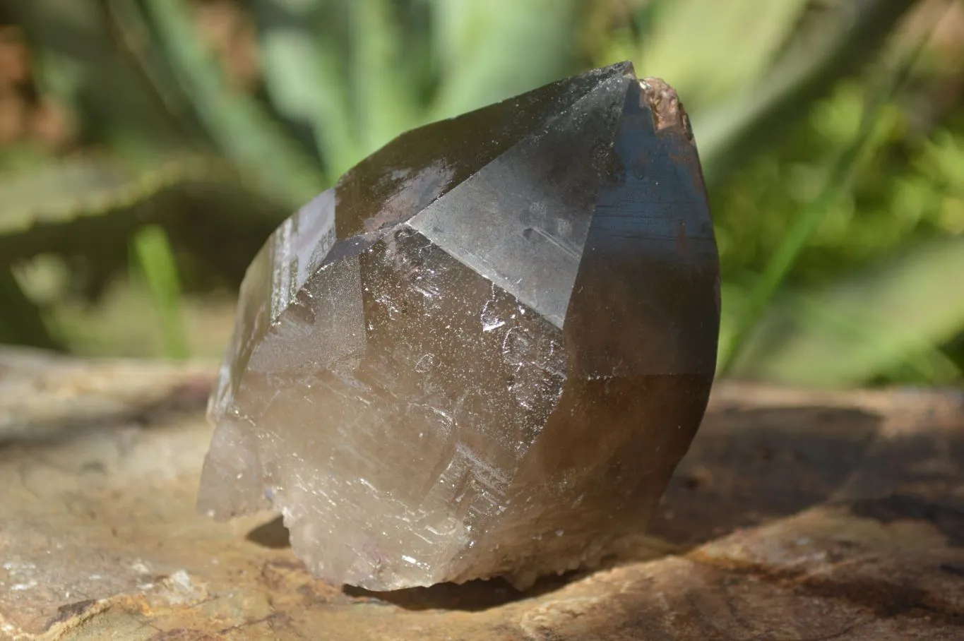 Natural Large Smokey Quartz Crystals x 4 From Mulanje, Malawi