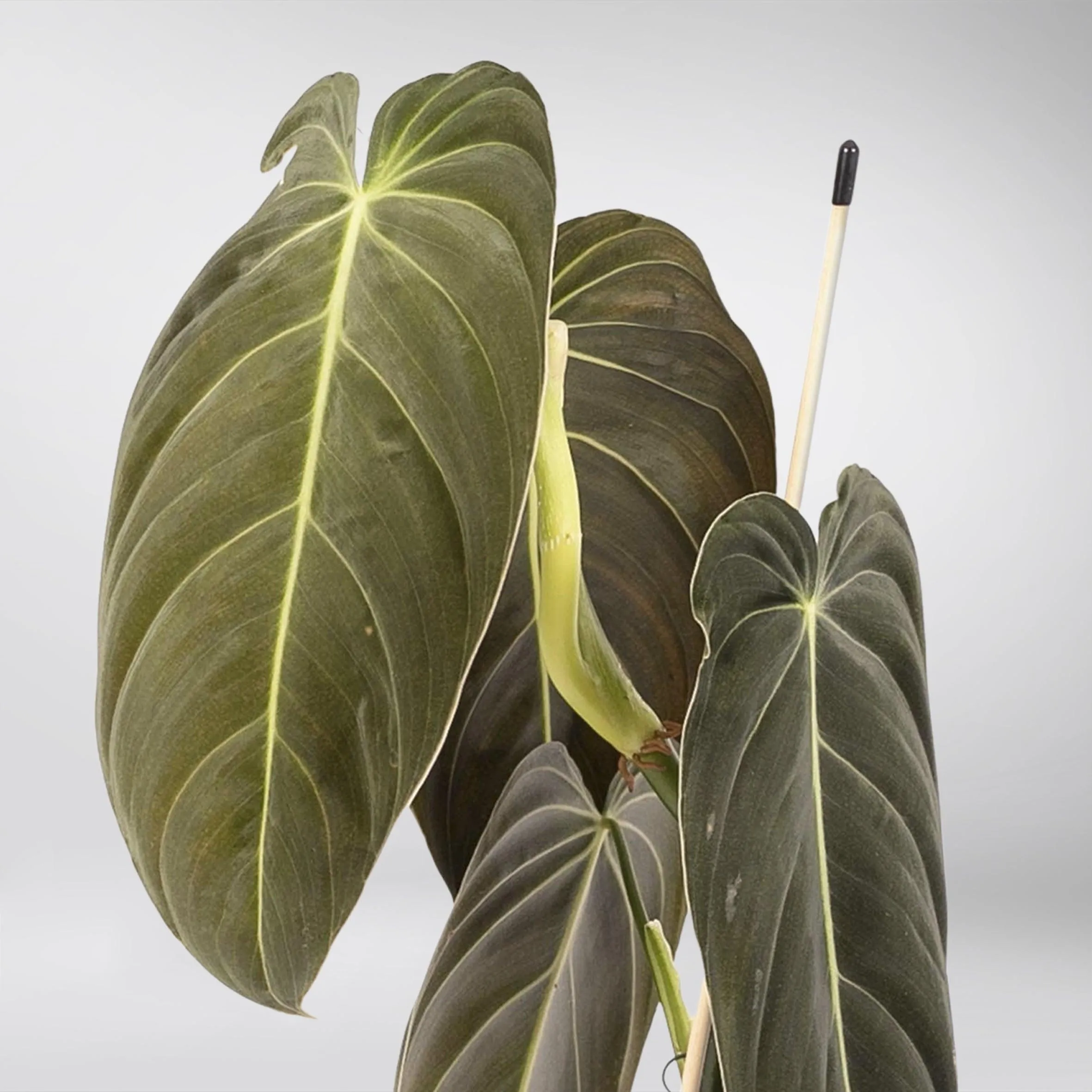 Philodendron 'Melanochrysum' | Philodendron Melanochrysum