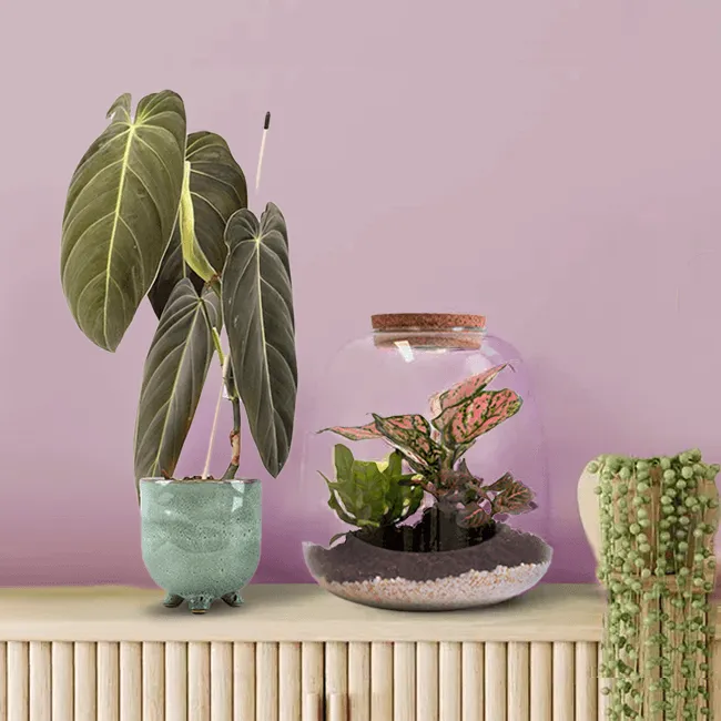 Philodendron 'Melanochrysum' | Philodendron Melanochrysum