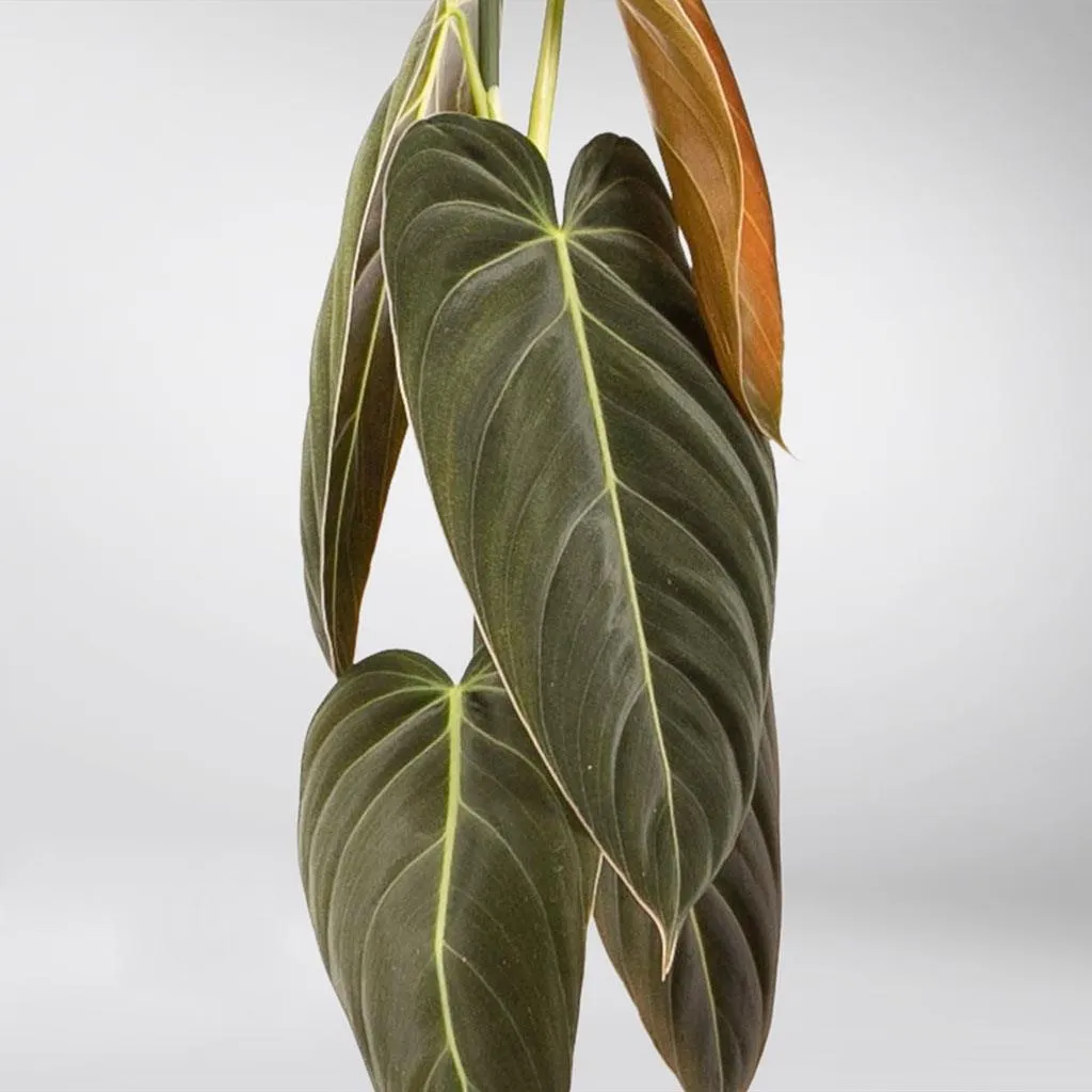 Philodendron 'Melanochrysum' | Philodendron Melanochrysum