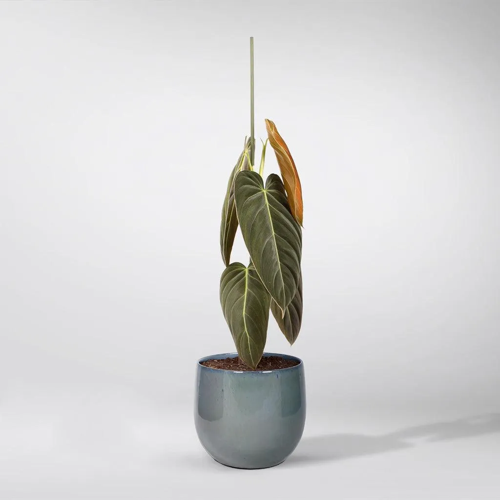 Philodendron 'Melanochrysum' | Philodendron Melanochrysum