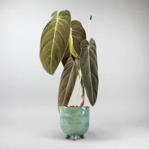 Philodendron 'Melanochrysum' | Philodendron Melanochrysum