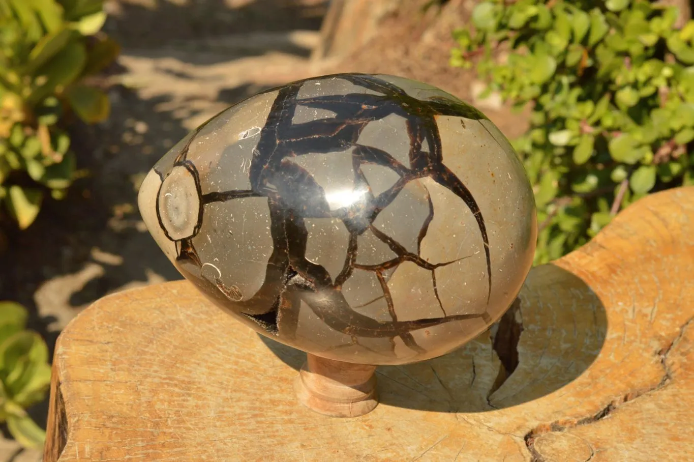 Polished Septerye Sauvage Dragons Egg Geode x 1 From Mahajanga, Madagascar