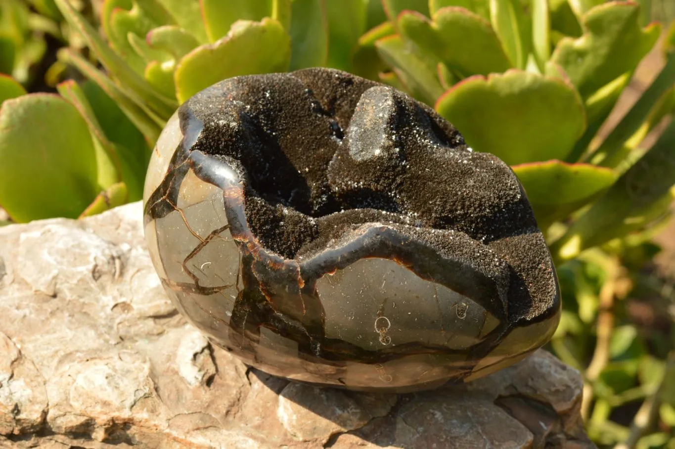 Polished Septerye Sauvage Dragons Egg Geode x 1 From Mahajanga, Madagascar